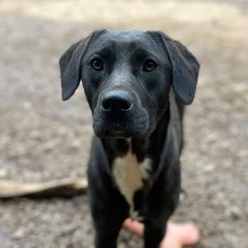 Labrador Retriever Dogs Available for Adoption in Columbia, South Carolina - Tiptoe | PetCurious