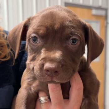 Rescue Terrier Dogs for Adoption in Valparaiso, Indiana - Higgins | PetCurious