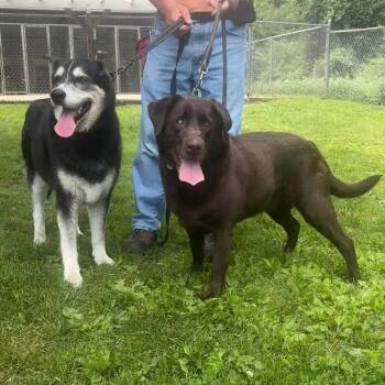 Jazmin & Snickers -  Alaskan Malamute and Chocolate Labrador Retriever Dog for Adoption in New Milford, Connecticut - Jazmin & Snickers | PetCurious