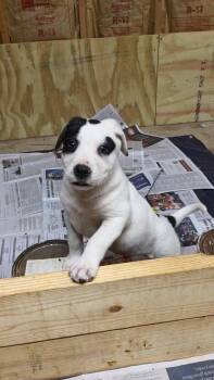 German Shepherd Dog Dogs Available for Adoption - Polar | PetCurious