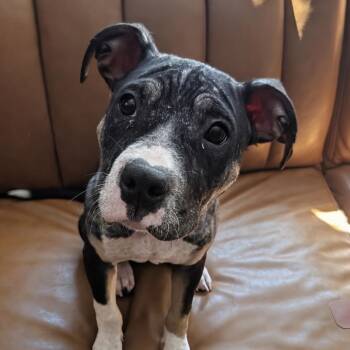 Mixed Breed Dogs Available for Adoption in Durham, North Carolina - Gabby | PetCurious