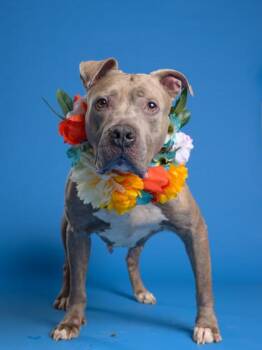Pit Bull Terrier and Mixed Breed Dogs Available for Adoption in Atlanta, Georgia - Ruby | PetCurious