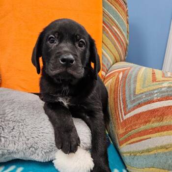 Cracker Jack -  Mixed Breed Dog for Adoption in Huntsville, Alabama - Cracker Jack | PetCurious