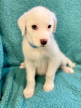 Zoe -  Australian Shepherd and Mixed Breed Dog for Adoption in Urbandale, Iowa - Zoe | PetCurious