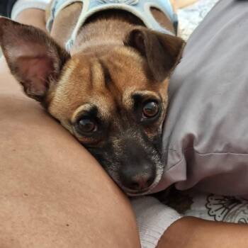 Bear -  Chihuahua Dog for Adoption in Mesa, Arizona - Bear | PetCurious