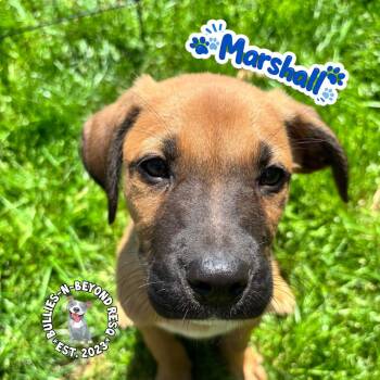 Mixed Breed Dogs Available for Adoption in Omaha, Nebraska - The M Litter: Marshall | PetCurious