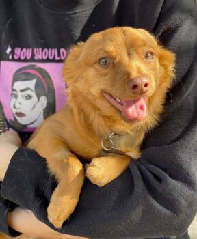 Henry (bonded with Annie) -  Papillon and Dachshund Dog for Adoption in Phoenix, Arizona - Henry (bonded With Annie) | PetCurious