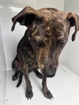 A661843 -  Plott Hound Dog for Adoption in Houston, Texas - A661843 | PetCurious