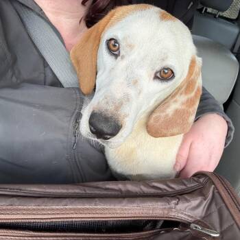 Hound and Mixed Breed Dogs Available for Adoption in Eastford, Connecticut - NY Tater (Foster In Holmes NY) | PetCurious