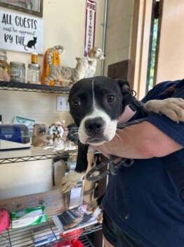 261004. Blue -  Pit Bull Terrier Dog for Adoption in Wetumpka, Alabama - 261004. Blue | PetCurious