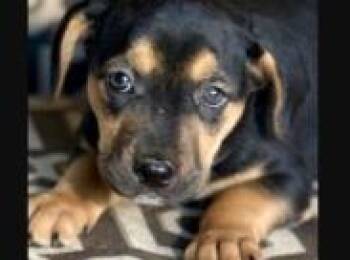 Farrah -  Mixed Breed Dog for Adoption in West Chester, Pennsylvania - Farrah | PetCurious