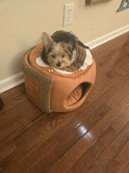 Yorkshire Terrier and Mixed Breed Dogs Available for Adoption in West Chester, Pennsylvania - Frankie | PetCurious