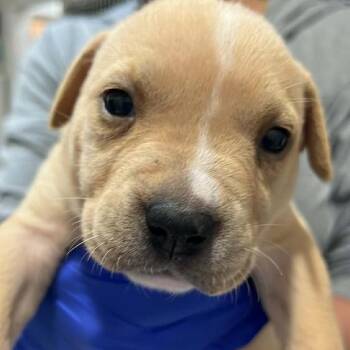 Mixed Breed Dogs Available for Adoption in Pinellas Park, Florida - Emerald | PetCurious