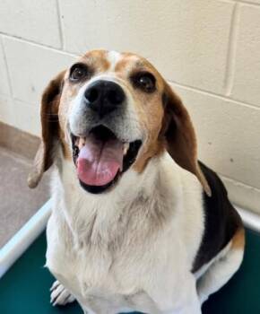 Beagle and Mixed Breed Dogs Available for Adoption in Kalispell, Montana - Jake | PetCurious