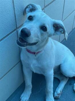 LUNA -  Labrador Retriever and Mixed Breed Dog for Adoption in Corpus Christi, Texas - LUNA | PetCurious