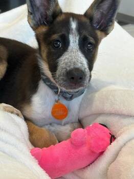 Bonnie -  Cattle Dog and Shepherd Dog for Adoption in Fort Collins, Colorado - Bonnie | PetCurious