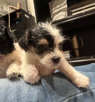 Yorkshire Terrier Dogs Available for Adoption in Penryn, California - Joe Hardy | PetCurious