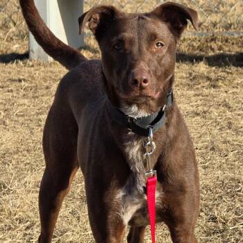 Australian Shepherd Dogs Available for Adoption in Council Bluffs, Iowa - Rufus | PetCurious