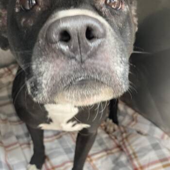 Mixed Breed Dogs Available for Adoption in Philadelphia, Pennsylvania - Beauty | PetCurious