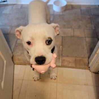 Appletini -  Boxer and Pit Bull Terrier Dog for Adoption in Shorewood, Illinois - Appletini | PetCurious