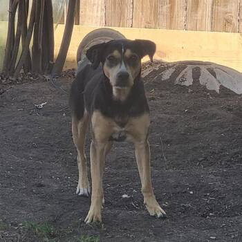 Terrier Dogs Available for Adoption - KITAN | PetCurious