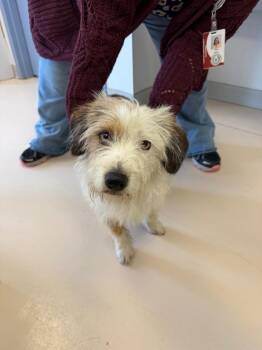 Wheaten Terrier and Mixed Breed Dogs Available for Adoption in Belton, Texas - Amethyst | PetCurious
