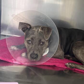 American Staffordshire Terrier Dogs Available for Adoption in Tampa, Florida - Joselyn | PetCurious