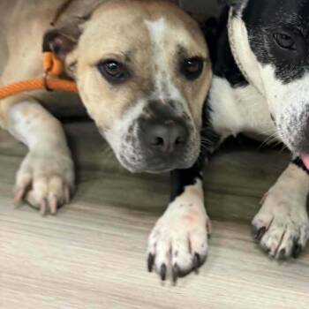 Paco -  Chihuahua and Pit Bull Terrier Dog Available for Adoption in Orange, Virginia - Paco | PetCurious