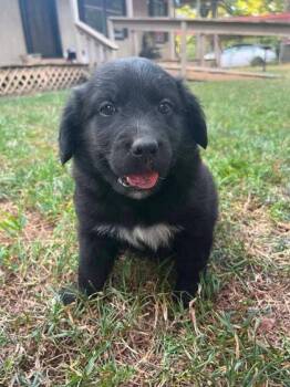 Harvard -  Newfoundland Dog and Golden Retriever Dog for Adoption in Morton Grove, Illinois - Harvard | PetCurious