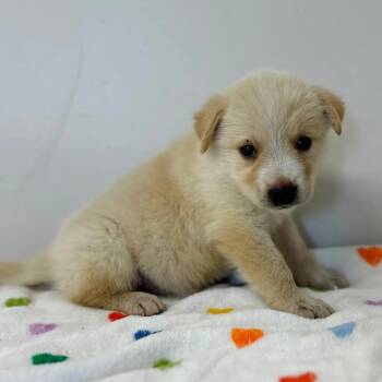 Wilma -  Mixed Breed Dog for Adoption in Saint Charles, Missouri - Wilma | PetCurious
