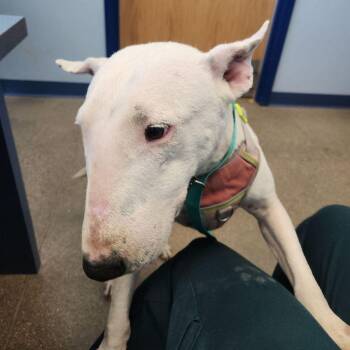 Bull Terrier Dogs Available for Adoption in Kingman, Arizona - Opal | PetCurious