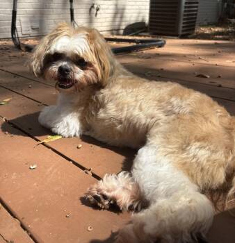 Riley Ringo -  Shih Tzu Dog for Adoption in Milton, Georgia - Riley Ringo | PetCurious