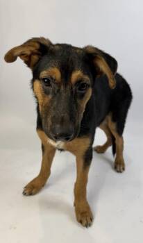 Aaron Burr -  German Shepherd Dog and Cocker Spaniel Dog for Adoption in Alvin, Texas - Aaron Burr | PetCurious