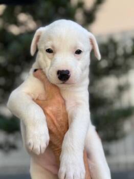 Labrador Retriever Dogs Available for Adoption - Peppermint Patty | PetCurious