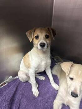 Terrier and Mixed Breed Dogs Available for Adoption in Honolulu, Hawaii - Parker | PetCurious
