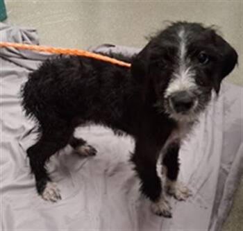 GRAMPS -  Australian Cattle Dog Blue Heeler and Poodle Dog Available for Adoption in Las Vegas, Nevada - GRAMPS | PetCurious
