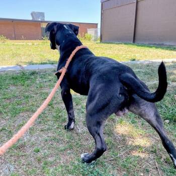 Sous Chef -  Pit Bull Terrier Dog for Adoption in Lyndhurst, Virginia - Sous Chef | PetCurious