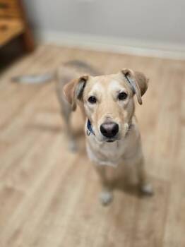 Rescue Retriever Dogs for Adoption in Woodstock, Illinois - Westy | PetCurious