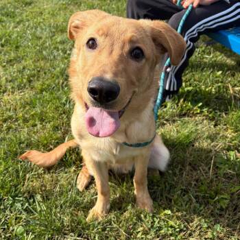 Gobbler -  Retriever Dog for Adoption in New Castle, Delaware - Gobbler | PetCurious
