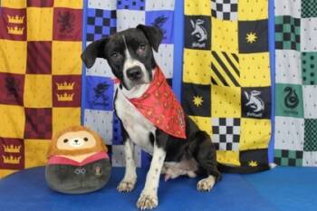 Rescue Mixed Breed Dogs for Adoption in Port Allen, Louisiana - Neville | PetCurious