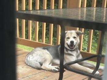Chase -  Mixed Breed Dog for Adoption in Atlanta, Georgia - Chase | PetCurious
