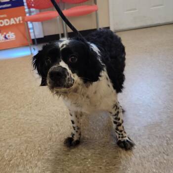 Mixed Breed Dogs Available for Adoption in Cumming, Georgia - Oreo 22225 | PetCurious