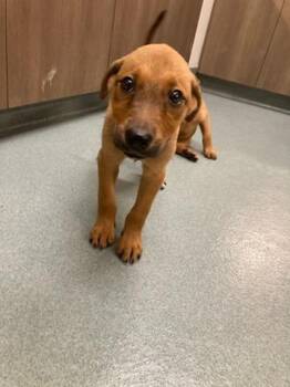 BEANS -  Labrador Retriever and Mixed Breed Dog for Adoption in Baytown, Texas - BEANS | PetCurious