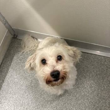 JoJo -  Shih Tzu Dog for Adoption in Oak Brook, Illinois - JoJo | PetCurious