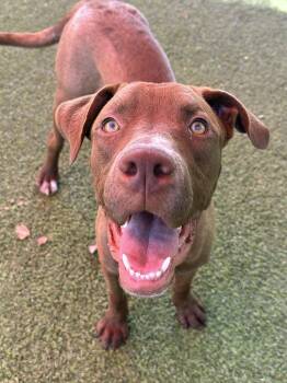 Rescue Labrador Retriever Dogs for Adoption in Glendale, Arizona - Webster | PetCurious