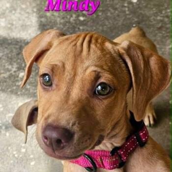 Labrador Retriever Dogs Available for Adoption in Largo, Florida - MINDY | PetCurious