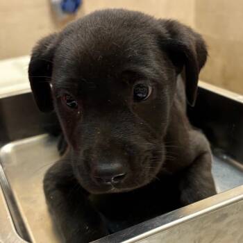 Labrador Retriever Dogs Available for Adoption in Birmingham, Alabama - Marie | PetCurious