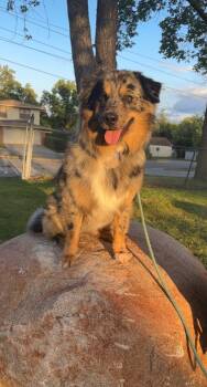 Rescue Australian Shepherd Dogs for Adoption in Elk River, Minnesota - King | PetCurious