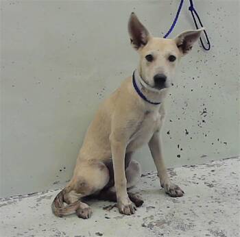 LUCY -  German Shepherd Dog and Mixed Breed Dog for Adoption in Houston, Texas - LUCY | PetCurious