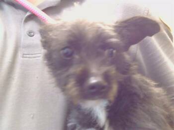 PENELOPE LE PEW -  Rat Terrier Dog for Adoption in Sacramento, California - PENELOPE LE PEW | PetCurious